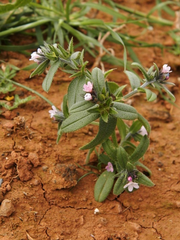 Buglossoides arvensis