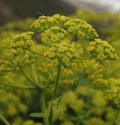 Bupleurum handiense