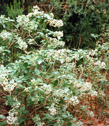Bystropogon canariensis var. canariensis