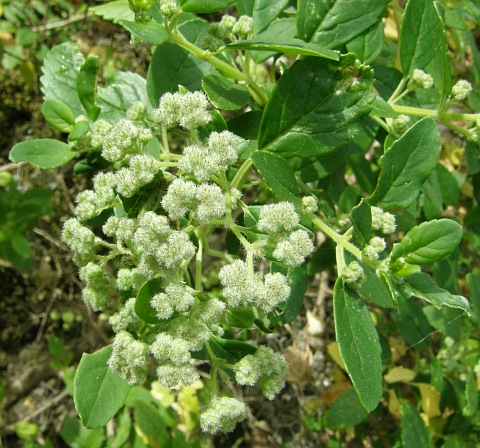 Bystropogon canariensis var. smithianus