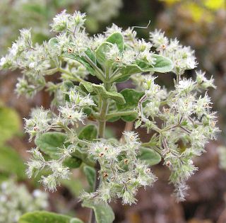 Inflorescencia de Bystropogon origanifolius var. origanifolius