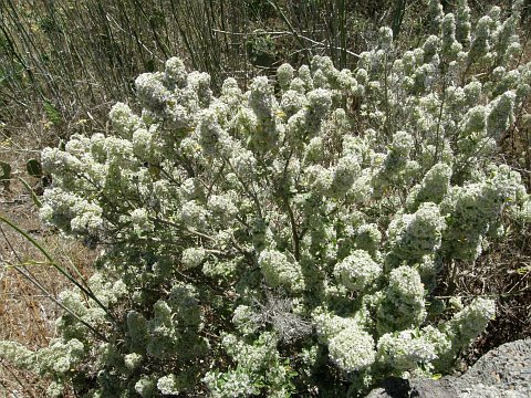 Bystropogon origanifolius var. ferrensis