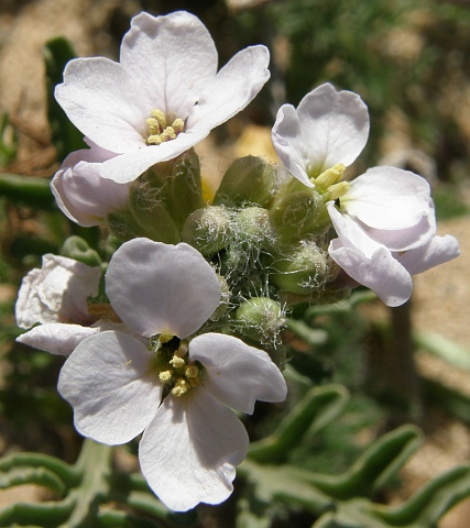 Flores de Cakile maritima