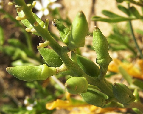 Frutos de Cakile maritima