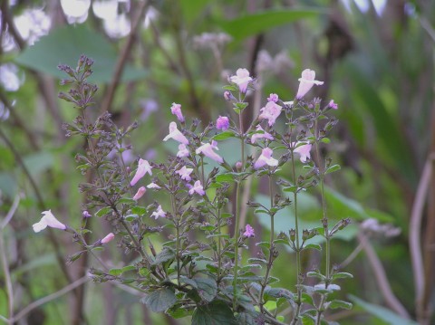 Calamintha sylvatica ssp.ascendens