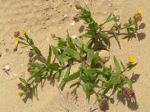 Calendula tripterocarpa