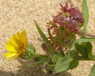 Capítulo y frutos de Calendula tripterocarpa