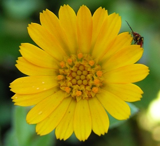 Capítulo de Calendula arvensis