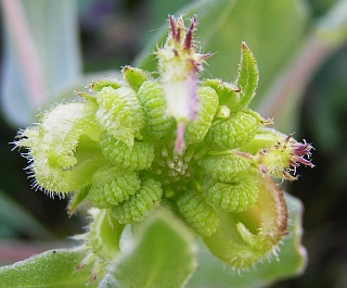 Frutos de Calendula arvensis