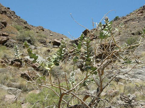 Calotropis procera