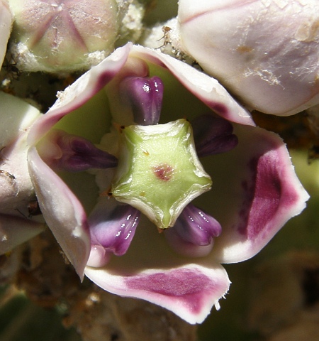 Flor de Calotropis procera