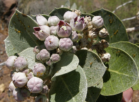 Calotropis
          procera