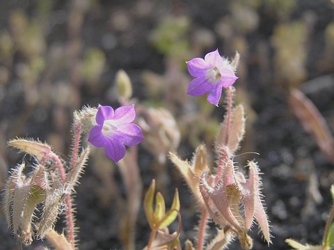 Campanula occidentalis