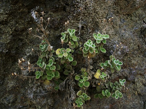 Camptoloma canariense