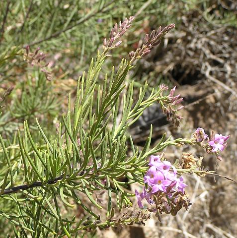 Campylanthus salsoloides