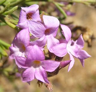 Flores de Campylanthus salsoloides