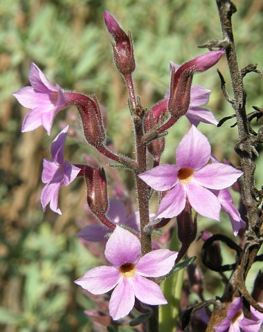 Campylanthus salsoloides