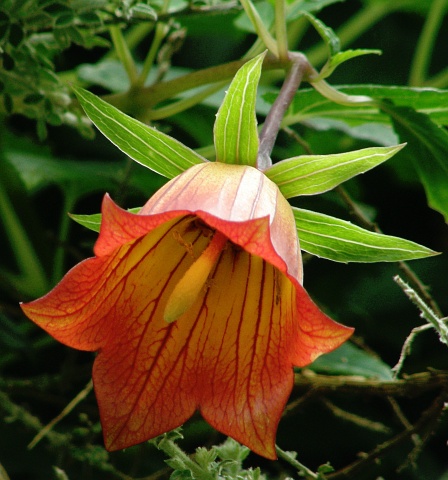 Detalle de la
          flor