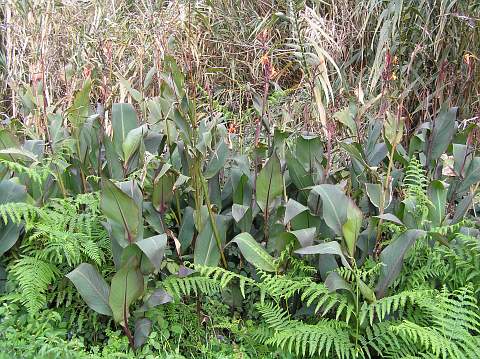 Canna indica