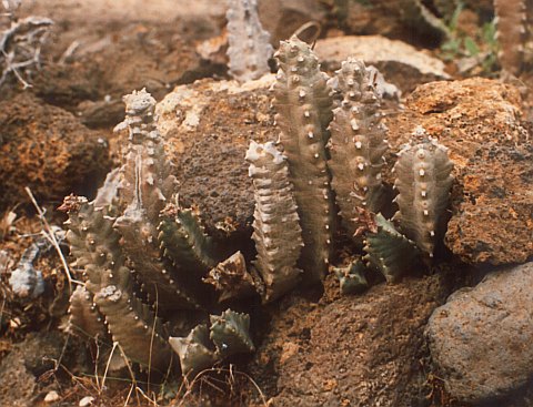 Apteranthes
            burchardii