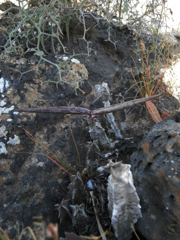 Apteranthes
            burchardii