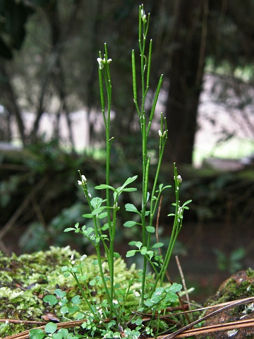 Cardamine hirsuta