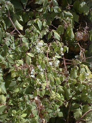 Cardiospermum grandiflorum