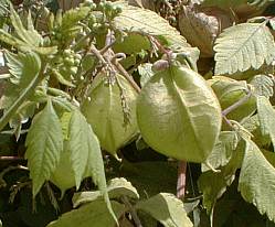 Cardiospermum grandiflorum