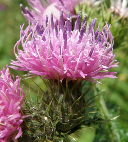 Carduus clavulatus