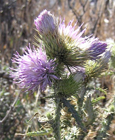 Carduus tenuiflorus