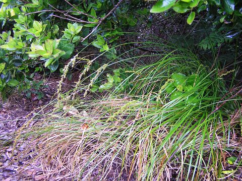 Carex canariensis