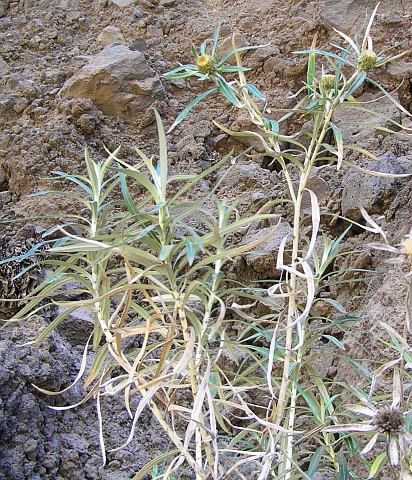 Carlina falcata