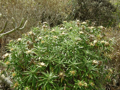 Carlina salicifolia