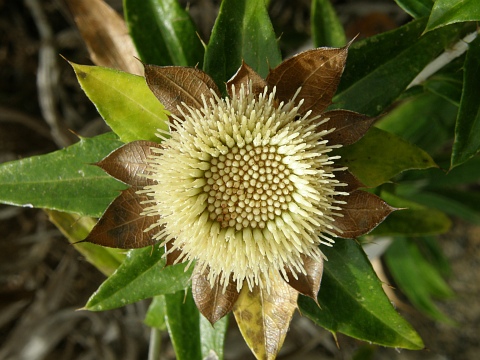 Carlina salicifolia