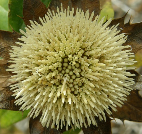 Carlina salicifolia