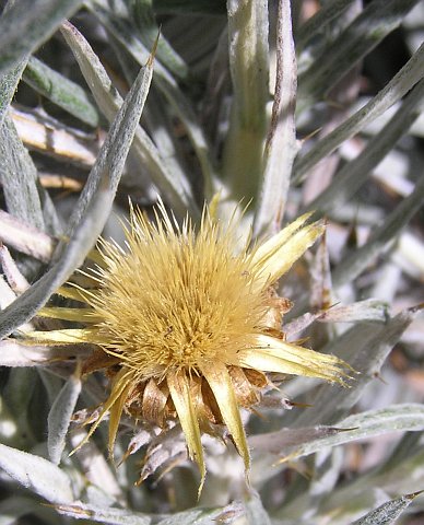 Capítulo de Carlina xeranthemoides