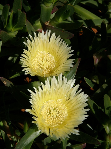 Carpobrotus edulis