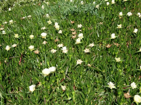 Carpobrotus
          edulis