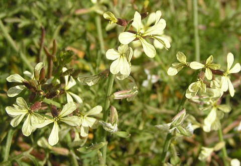 Carrichtera annua