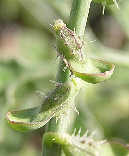 Fruto de Carrichtera annua