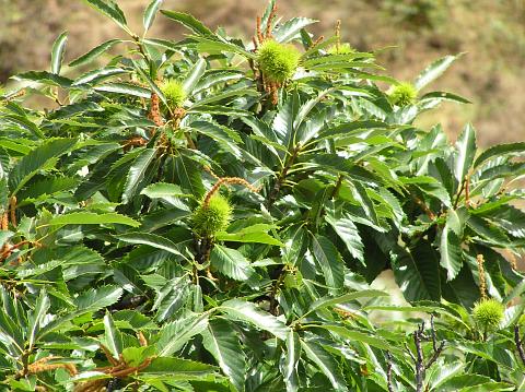 Castanea sativa