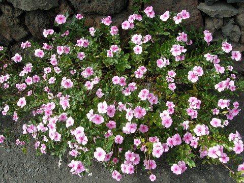 Catharanthus roseus