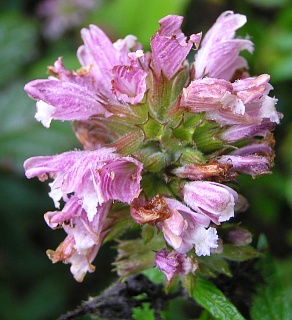 Inflorescencia de Cedronella canariensis