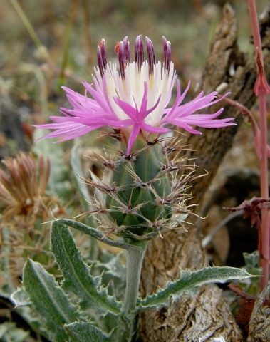 Centaurea bimorpha