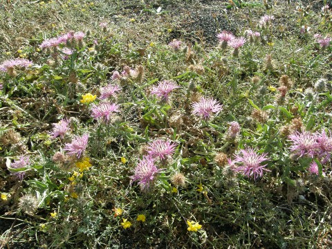 Centaurea bimorpha