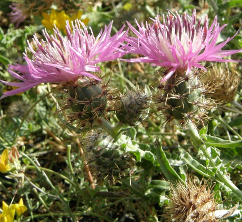 Centaurea bimorpha