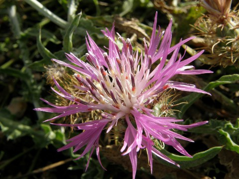 Centaurea bimorpha