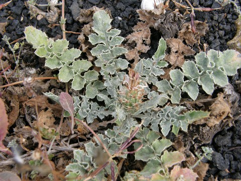 Centaurea bimorpha