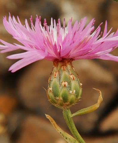 Centaurea diluta