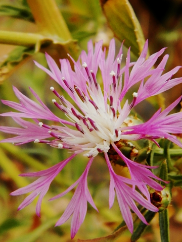 Centaurea diluta